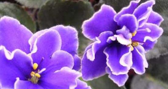 探寻紫罗兰花的花语之意义（揭开紫罗兰花的深层内涵与象征）