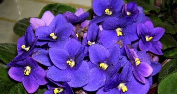 紫罗兰花语与寓意——花开情深（寻找温柔与希望的花海之旅）