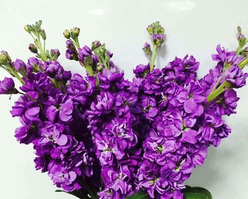 紫罗兰花语之美（探索紫罗兰花语的意义与象征）