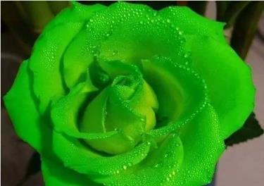 紫玫瑰花语的深刻寓意（探索紫玫瑰花的神秘心灵密码）