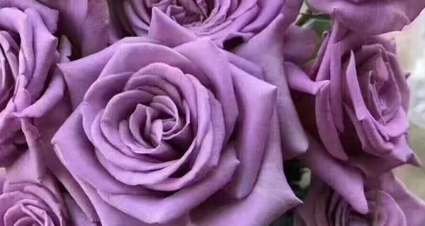 紫玫瑰花语的意义与传承（浪漫神秘之花）