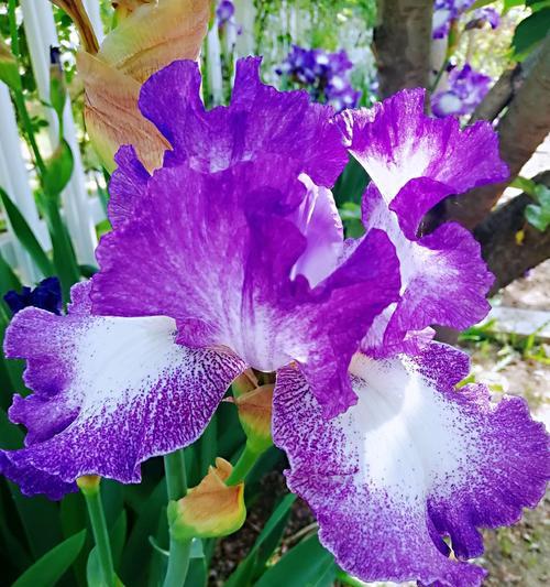 紫色风信子的花语与寓意——传递祝福与希望的花朵（探寻紫色风信子的象征意义）