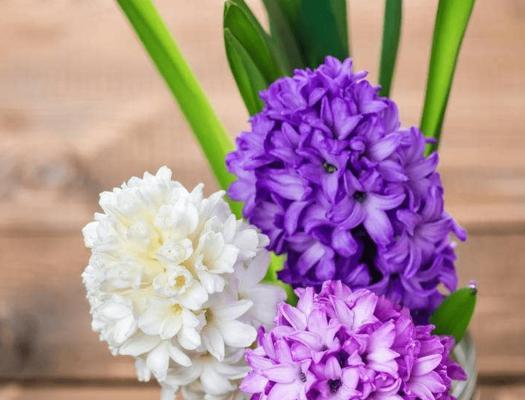 紫色风信子的花语与寓意——传递祝福与希望的花朵（探寻紫色风信子的象征意义）