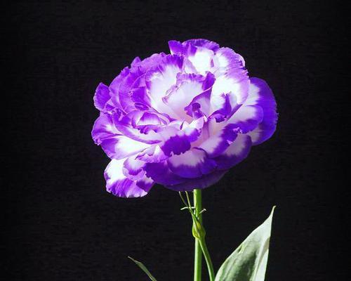 紫色桔梗花的花语与寓意（深入解读紫色桔梗花的象征意义）