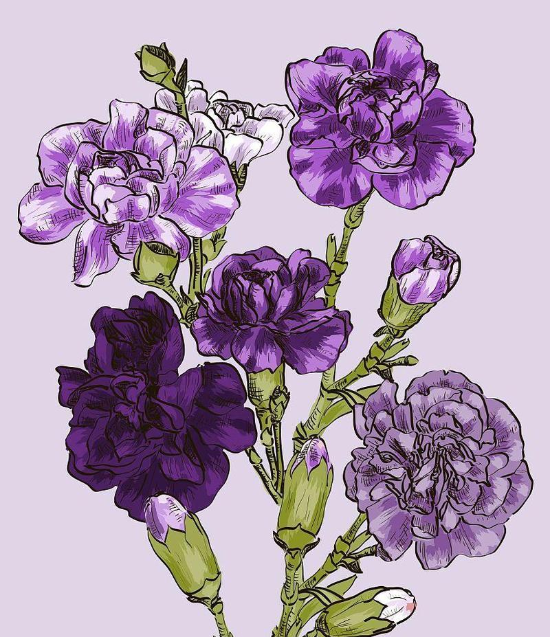 紫色康乃馨的花语与意义（传递爱与欣赏的紫色康乃馨花）