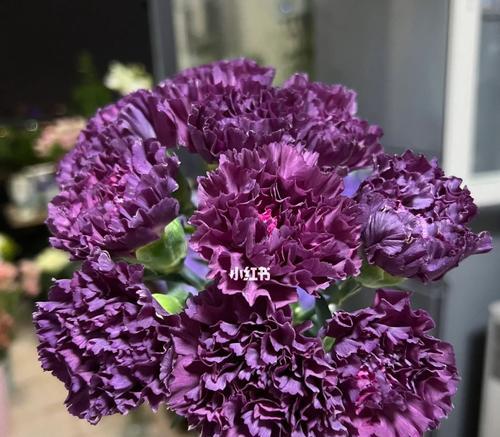 紫色康乃馨的花语与寓意（康乃馨花语传递爱与温暖）