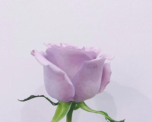 紫色玫瑰的花语与象征（探秘紫色玫瑰的神秘意义）