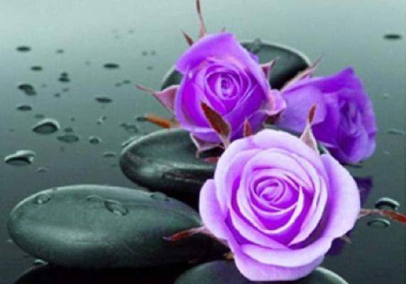 紫色玫瑰的花语与意义（深紫色的玫瑰给你带来的神秘和独特）