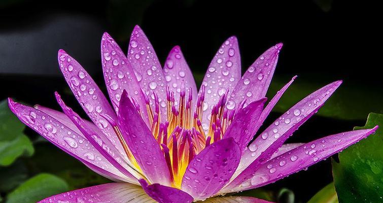 紫色睡莲的花语与美丽奇迹（探秘紫色睡莲的神秘与魅力）