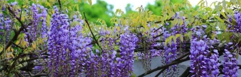 紫藤花的花语寓意（探寻紫藤花的深层含义）