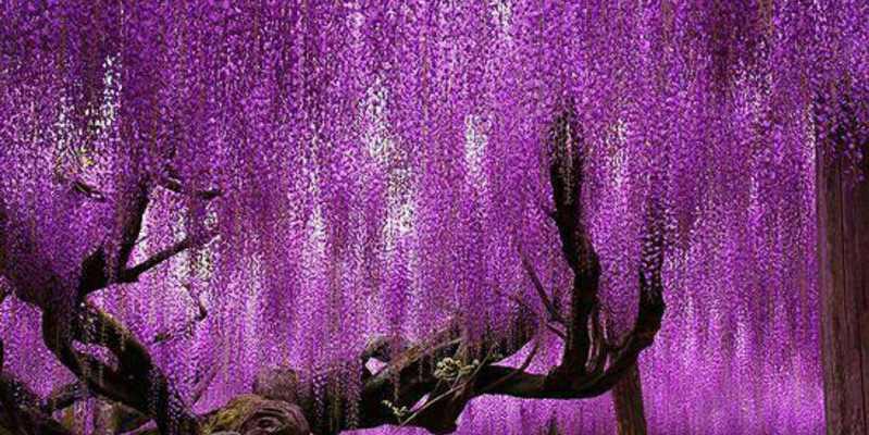 紫藤萝花语与寓意（解读紫藤萝的神秘花语和象征意义）