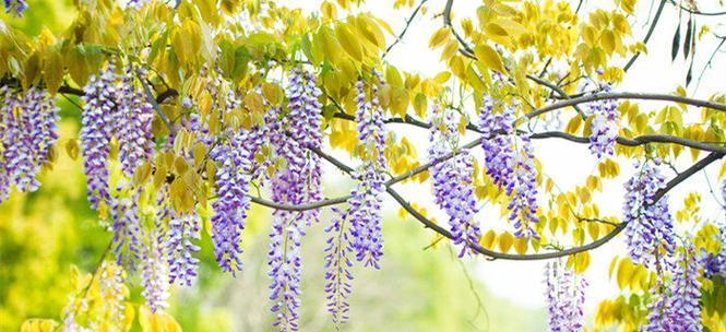 紫藤萝花语与其寓意（紫藤萝花语的意义及相关文化传承）