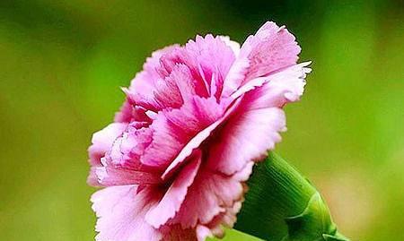 花语之美（用花语传递爱意）