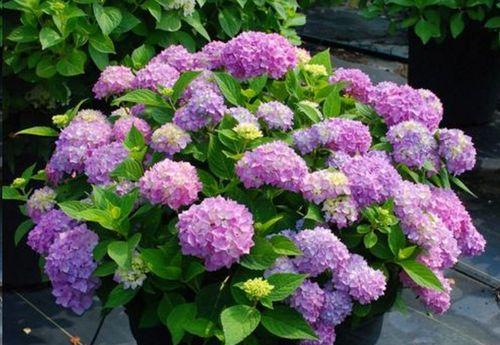八仙花——花开花落，寓意多变（花语花意与人生哲理的交融）