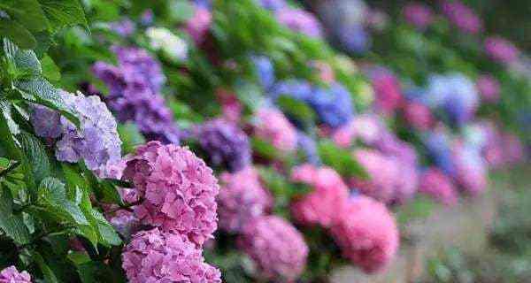 八仙花——花开花落，寓意多变（花语花意与人生哲理的交融）