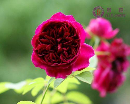 莎士比亚月季（探究它的藤本或灌木特征）