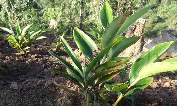 砂仁的种植技巧和适宜环境（砂仁的生态习性与栽培要点）