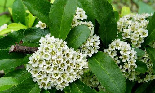 沙棘和火棘是否同一种植物（探究沙棘和火棘的异同）