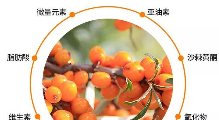 沙棘生长环境条件及特点（探究沙棘生长的关键因素）