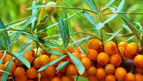 沙棘，裸子植物吗？——揭秘沙棘的生物分类