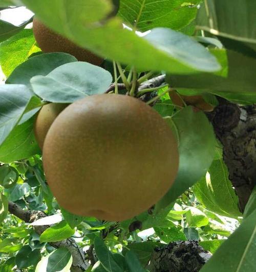 沙梨上市季节与成熟时间分析（追寻沙梨成长轨迹）