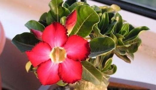 沙漠玫瑰促花方法与技术要领（催花技巧与注意事项）