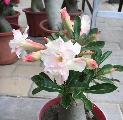 沙漠玫瑰开花期及观赏指南（探寻沙漠玫瑰的美丽之旅）