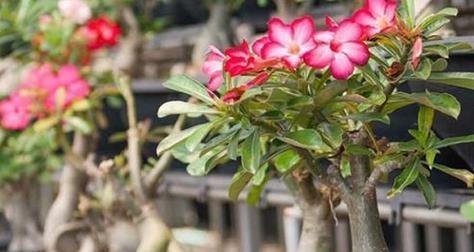 沙漠玫瑰开花期及观赏指南（探寻沙漠玫瑰的美丽之旅）