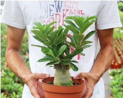 沙漠玫瑰嫁接技巧详解（掌握嫁接方法）