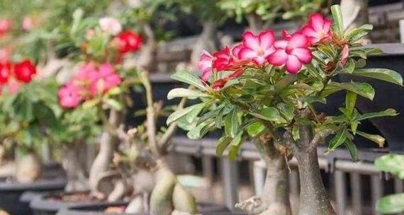沙漠玫瑰嫁接技巧详解（掌握嫁接方法）