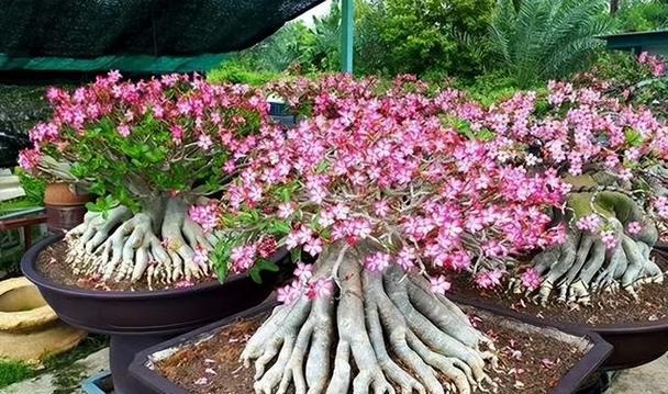 沙漠玫瑰，多肉植物之美（探秘沙漠玫瑰的栽培与养护）