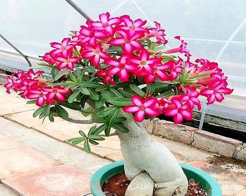 沙漠玫瑰——四季开花之谜（探究沙漠玫瑰四季开花的原因和适应策略）