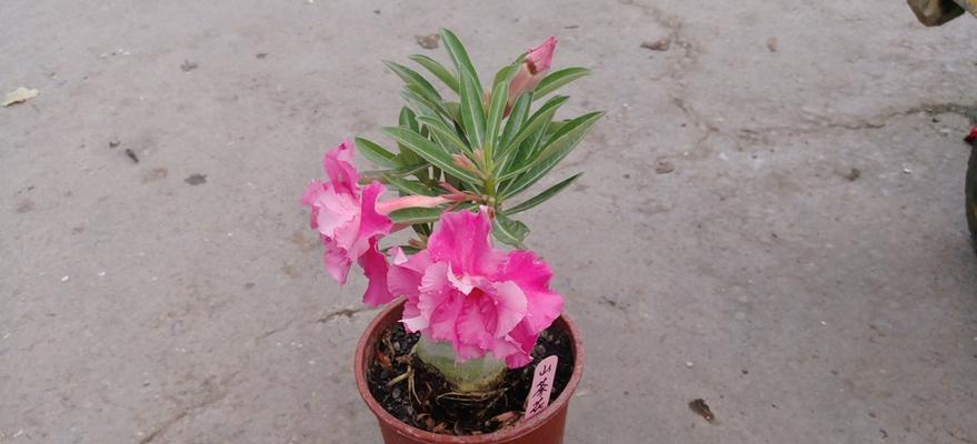 沙漠玫瑰——四季开花之谜（探究沙漠玫瑰四季开花的原因和适应策略）
