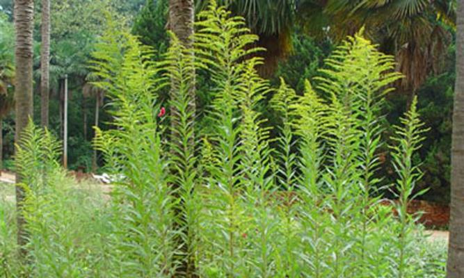 沙松——裸子植物之一（沙松的特点）