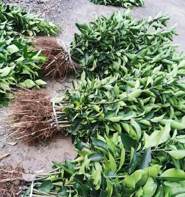 沙糖桔种植技术与管理（轻松掌握种植技巧）