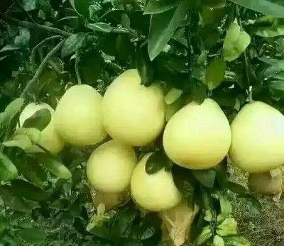 香港沙田柚上市成熟季节（探究香港沙田柚成熟季节的特点和养护技巧）