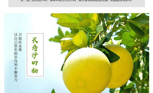 香港沙田柚上市成熟季节（探究香港沙田柚成熟季节的特点和养护技巧）