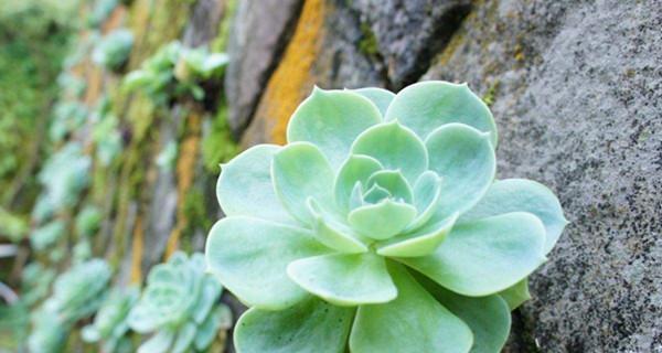沙质地植物种植指南（选择合适的植物）
