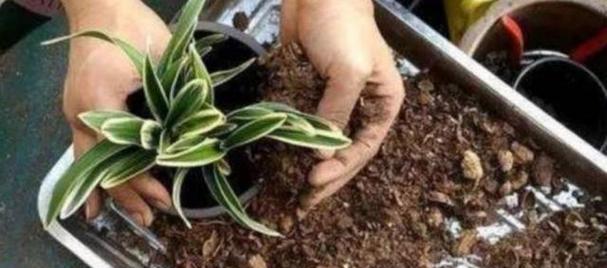 沙质土壤的花卉养殖（选对花种）