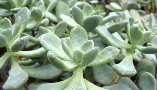 沙质土壤的花卉养殖（选对花种）
