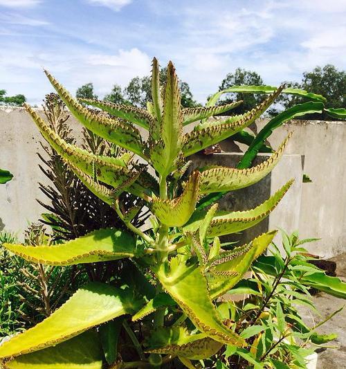适合种植沙质土的植物有哪些（了解沙质土特点）