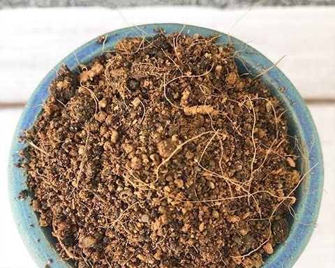 适合种植的植物与沙子土的特点（从沙子土的性质到适合种植的植物的选择）