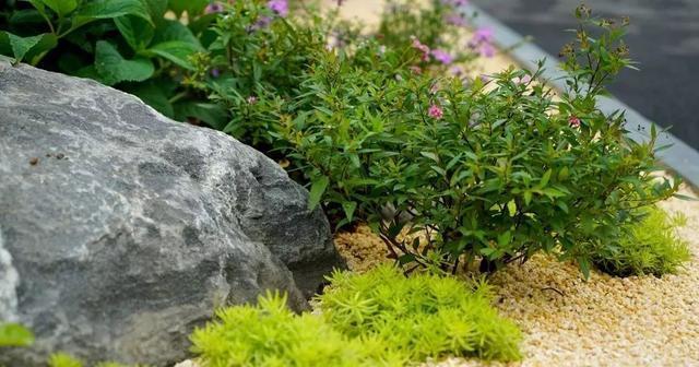 适合种植的植物与沙子土的特点（从沙子土的性质到适合种植的植物的选择）
