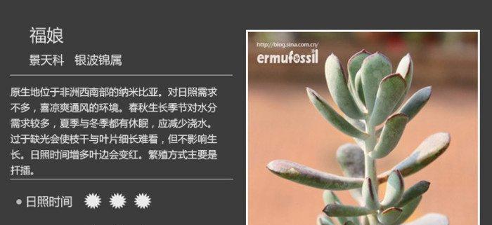 珊瑚果冻月季的优缺点（健康美丽的选择）