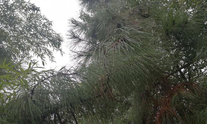 杉柏松为裸子植物——揭开植物界的奥秘