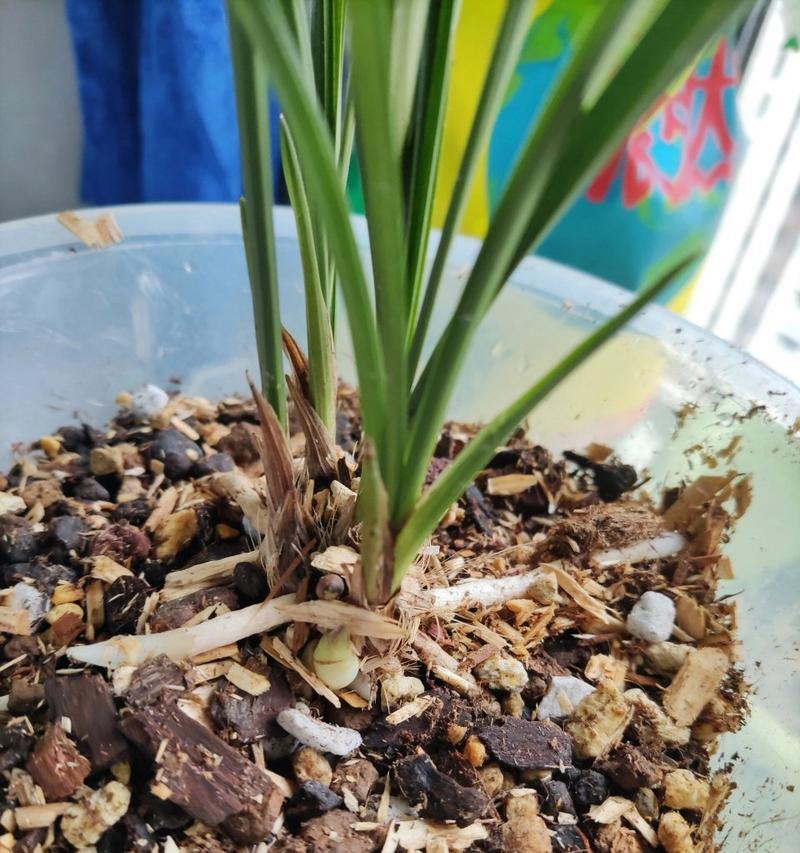 用杉树木屑种兰花的技巧与方法（杉木屑是兰花培育的理想介质）