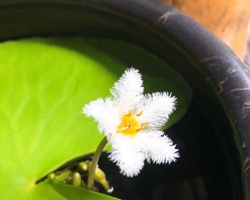 一叶莲在冬天开花吗？——探秘一叶莲的神奇之处