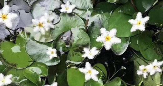 一叶莲开花后的修剪技巧（如何让一叶莲更健康地生长）