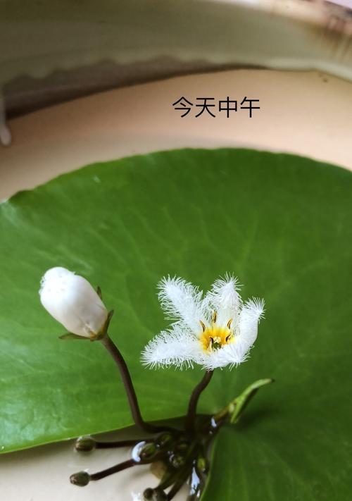 一叶莲开花时间与花期长短详解（探究一叶莲的开花规律）