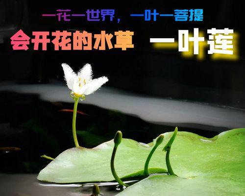 一叶莲分株法详解（如何正确地分株一叶莲）